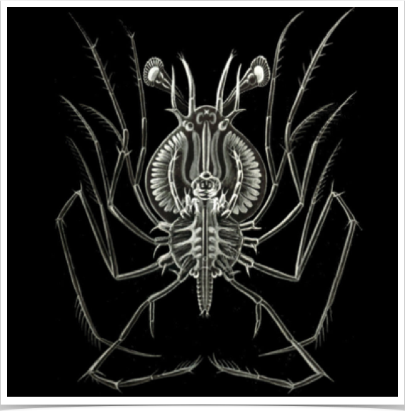 Detais about phyllosoma larval ecology incl. natural diets is still ambiguous - despite importance of larval survival to predict recruitment.